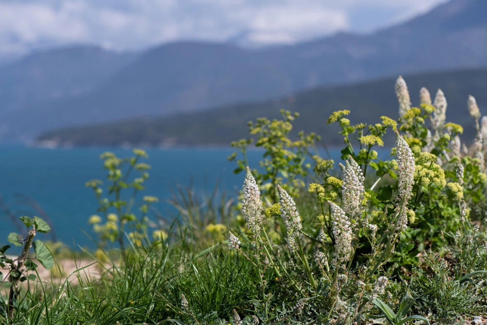 White Mignonette Flower Seeds - Reseda Alba, Fragrant, 200 Seeds - Image 9