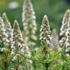 White Mignonette Flower Seeds - Reseda Alba, Fragrant, 200 Seeds - Image 1