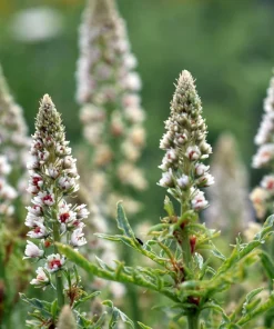 White Mignonette Flower Seeds - Reseda Alba, Fragrant, 200 Seeds - Image 1