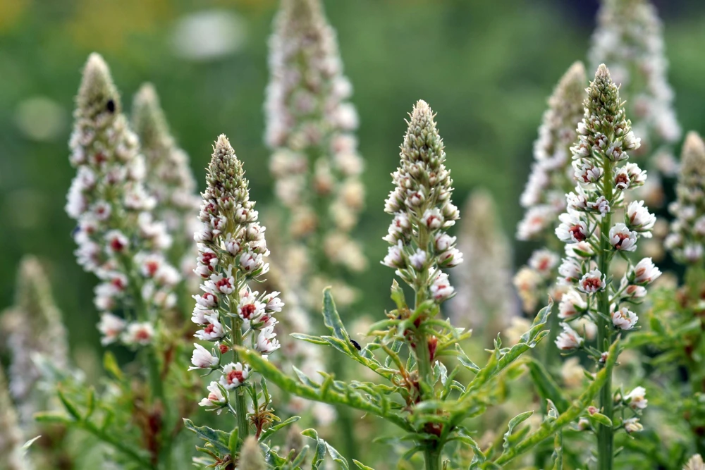 White Mignonette Flower Seeds - Reseda Alba, Fragrant, 200 Seeds - Image 1