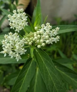 White Milkweed Live Plant – 4-6 Inch Tall Ornamental Perennial for Outdoor Garden - Image 2