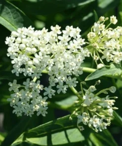 White Milkweed Live Plant – 4-6 Inch Tall Ornamental Perennial for Outdoor Garden - Image 3
