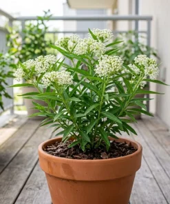 White Milkweed Live Plant – 4-6 Inch Tall Ornamental Perennial for Outdoor Garden - Image 4