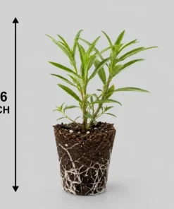 White Milkweed Live Plant – 4-6 Inch Tall Ornamental Perennial for Outdoor Garden - Image 5