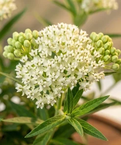 White Milkweed Live Plant – 4-6 Inch Tall Ornamental Perennial for Outdoor Garden - Image 6