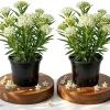 White Milkweed Live Plant – 4-6 Inch Tall Ornamental Perennial for Outdoor Garden - Image 1