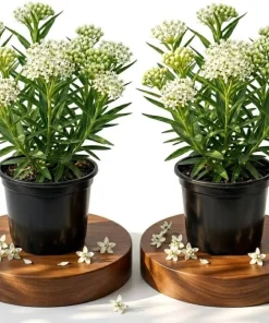 White Milkweed Live Plant – 4-6 Inch Tall Ornamental Perennial for Outdoor Garden - Image 1