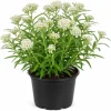 White Milkweed Live Plant 4-6 Inch Tall - Perennial for Outdoor Garden - Image 1