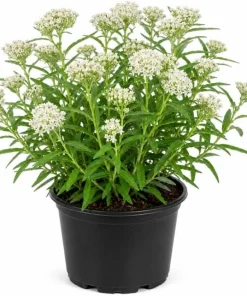 White Milkweed Live Plant 4-6 Inch Tall - Perennial for Outdoor Garden - Image 1