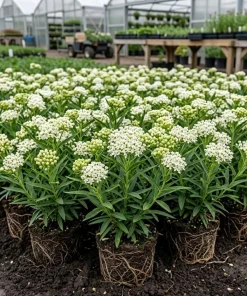 White Milkweed Live Plant 4-6 Inch Tall - Perennial for Outdoor Garden - Image 3