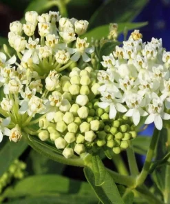 White Milkweed Live Plant - Attracts Monarch Butterflies - Perennial - 3ft Tall - Image 2