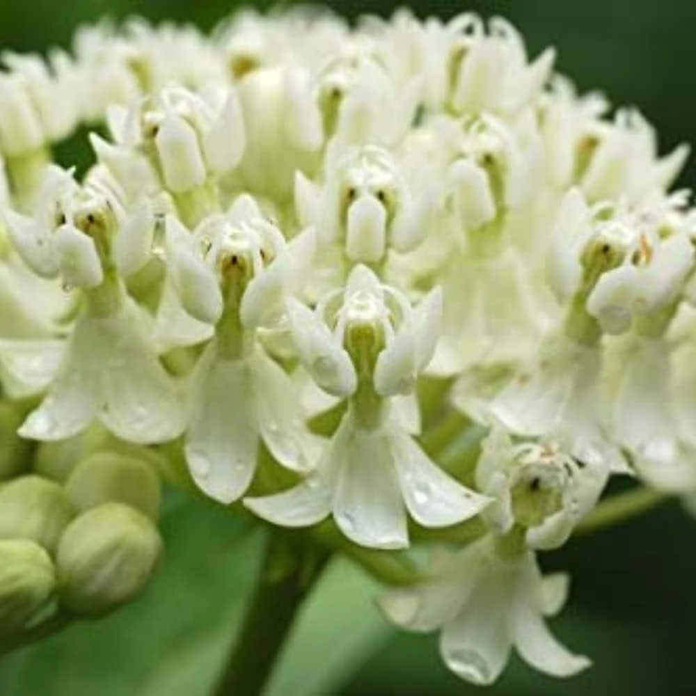 White Milkweed Live Plant - Attracts Monarch Butterflies - Perennial - 3ft Tall - Image 4