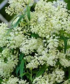 White Milkweed Live Plant - Attracts Monarch Butterflies - Perennial - 3ft Tall - Image 7