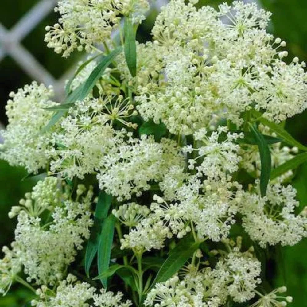 White Milkweed Live Plant - Attracts Monarch Butterflies - Perennial - 3ft Tall - Image 7