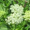 White Milkweed Live Plant - Attracts Monarch Butterflies - Perennial - 3ft Tall - Image 1