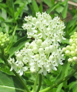 White Milkweed Live Plant - Attracts Monarch Butterflies - Perennial - 3ft Tall - Image 1