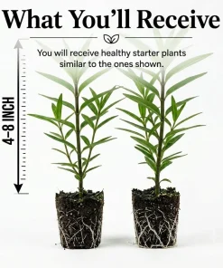 White Milkweed Live Plant Set of 2, Asclepias, Perennial, 4-8 Inch Tall - Image 2