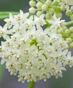 White Milkweed Live Plant Set of 2, Asclepias, Perennial, 4-8 Inch Tall - Image 3