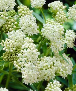 White Milkweed Live Plant Set of 2, Asclepias, Perennial, 4-8 Inch Tall - Image 4