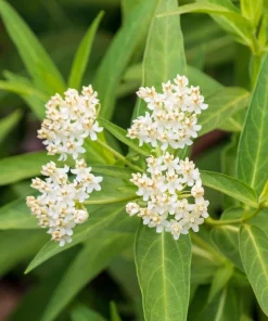 White Milkweed Live Plant Set of 2, Asclepias, Perennial, 4-8 Inch Tall - Image 8