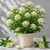 White Milkweed Live Plant Set of 2, Asclepias, Perennial, 4-8 Inch Tall - Image 1