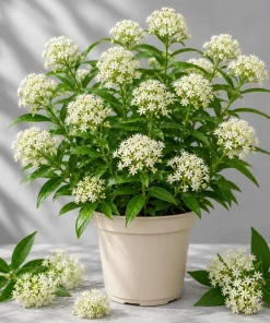 White Milkweed Live Plant Set of 2, Asclepias, Perennial, 4-8 Inch Tall - Image 1