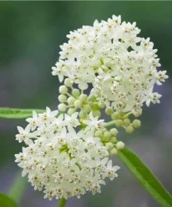 White Milkweed Live Plants – Asclepias Perennial – Set of 4, 4-8 Inch Tall - Image 3