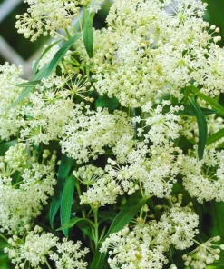 White Milkweed Live Plants – Asclepias Perennial – Set of 4, 4-8 Inch Tall - Image 5