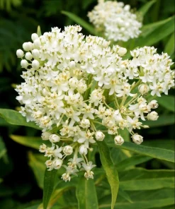 White Milkweed Live Plants – Asclepias Perennial – Set of 4, 4-8 Inch Tall - Image 7
