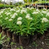 White Milkweed Live Plants – Asclepias Perennial – Set of 4, 4-8 Inch Tall - Image 1
