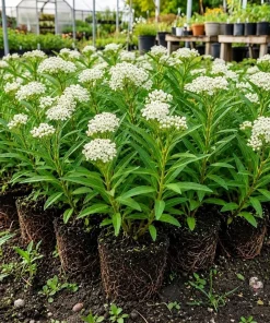 White Milkweed Live Plants – Asclepias Perennial – Set of 4, 4-8 Inch Tall - Image 1