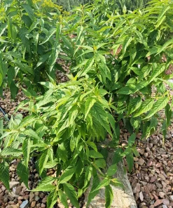 White Mint Bush Seeds - Elsholtzia Stauntonii Alba - 100 Seeds - Fragrant Shrub - Image 2