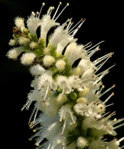 White Mint Bush Seeds - Elsholtzia Stauntonii Alba - 100 Seeds - Fragrant Shrub - Image 3