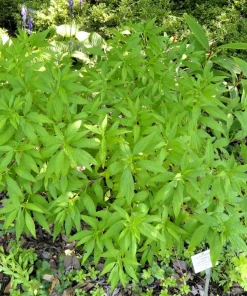 White Mint Bush Seeds - Elsholtzia Stauntonii Alba - 100 Seeds - Fragrant Shrub - Image 4