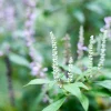 White Mint Bush Seeds - Elsholtzia Stauntonii Alba - 100 Seeds - Fragrant Shrub - Image 1