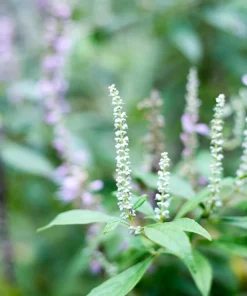 White Mint Bush Seeds - Elsholtzia Stauntonii Alba - 100 Seeds - Fragrant Shrub - Image 1