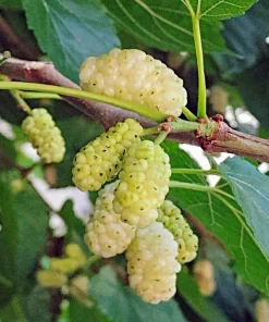 White Mulberry Live Plant - 10-18