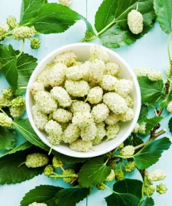 White Mulberry Live Plant - 10-18