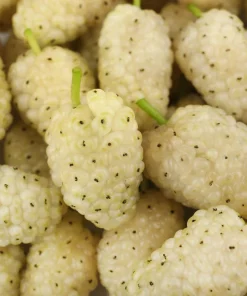 White Mulberry Live Plant - 10-18