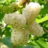 White Mulberry Live Plant - 10-18" Tall Fruit Tree - Sweet Edible Berries - Image 1