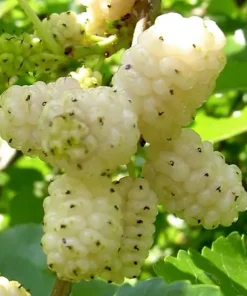 White Mulberry Live Plant - 10-18" Tall Fruit Tree - Sweet Edible Berries - Image 1