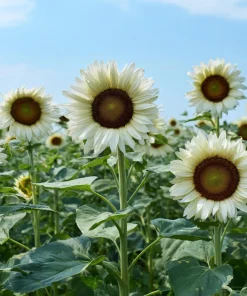 White Nite Sunflower Seeds – 20 Seeds – Creamy White Blooms – Annual - Image 2