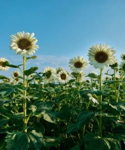White Nite Sunflower Seeds – 20 Seeds – Creamy White Blooms – Annual - Image 3