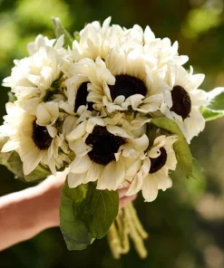 White Nite Sunflower Seeds – 20 Seeds – Creamy White Blooms – Annual - Image 4