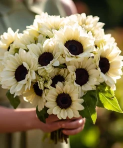 White Nite Sunflower Seeds – 20 Seeds – Creamy White Blooms – Annual - Image 1