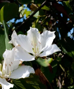 White Orchid Tree Seeds - Bauhinia Alba Butterfly Flower Tree Hummingbird Seeds - Image 10