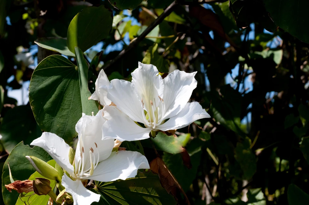 White Orchid Tree Seeds - Bauhinia Alba Butterfly Flower Tree Hummingbird Seeds - Image 10