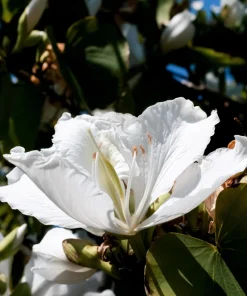White Orchid Tree Seeds - Bauhinia Alba Butterfly Flower Tree Hummingbird Seeds - Image 11