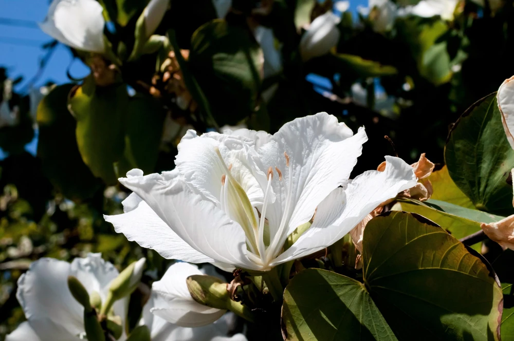 White Orchid Tree Seeds - Bauhinia Alba Butterfly Flower Tree Hummingbird Seeds - Image 11