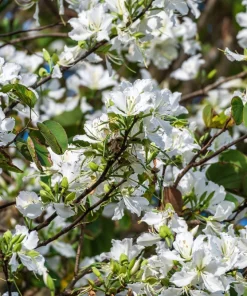 White Orchid Tree Seeds - Bauhinia Alba Butterfly Flower Tree Hummingbird Seeds - Image 2